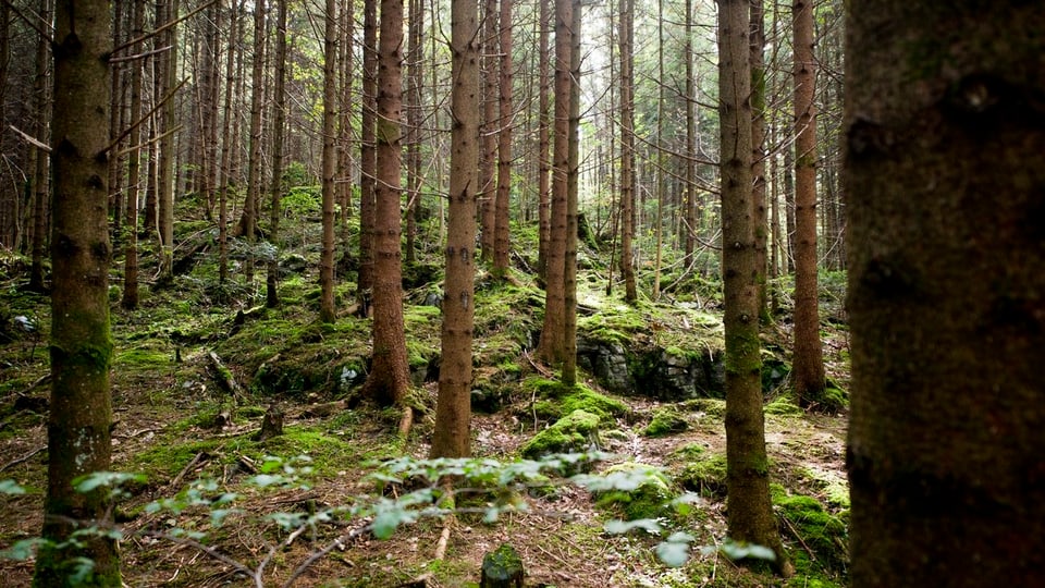 Nadelhölzer in einem Wald im Kanton Schwyz.