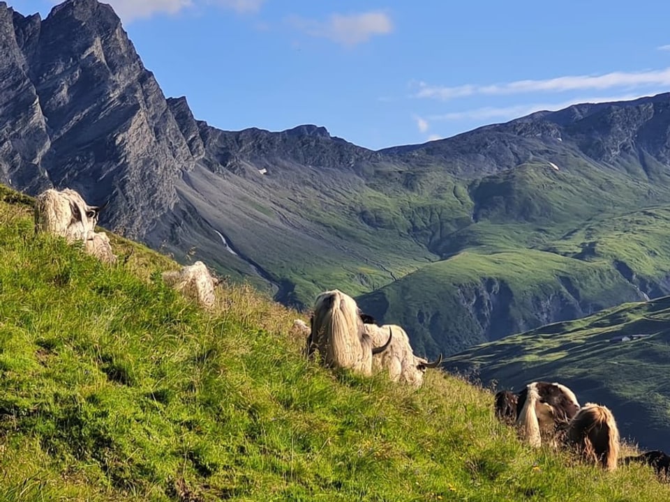 Alp Turraberg mit dem Safierberg im Hintergrund, der im Kanton Graubünden das Safiental mit dem Rheinwald verbindet.