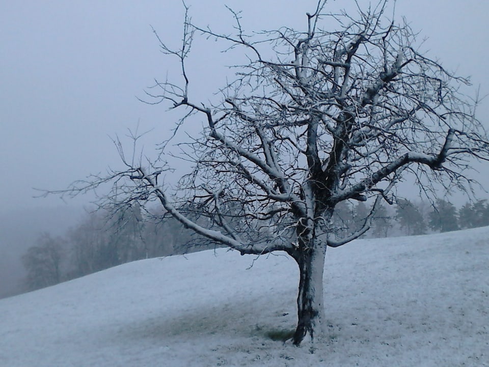 Baum auf einer Wiese. Er ist karg. Alles ist von einem Schäumchen Neuschnee bedeckt. Das Licht ist düster und der Himmel grau. 