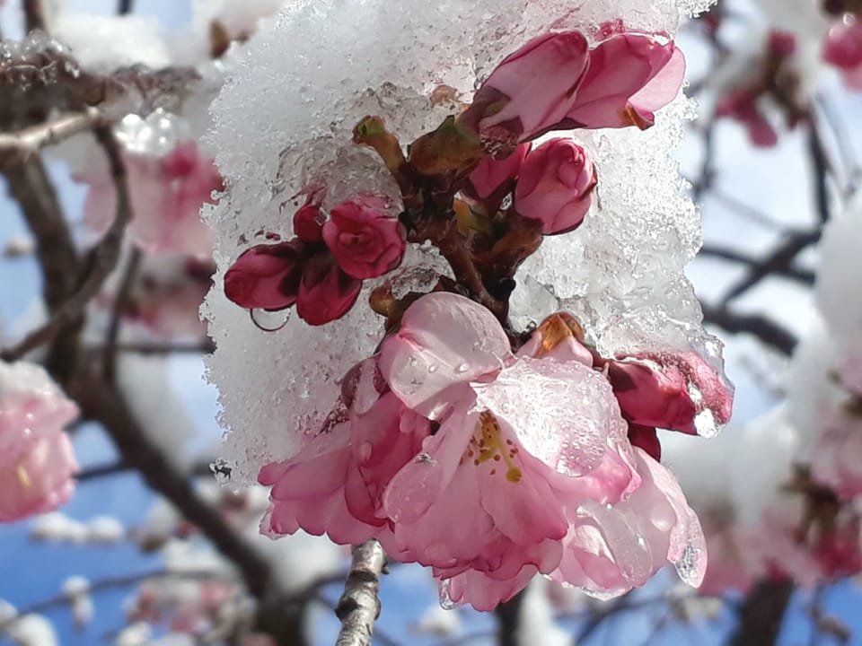 Baum mit rosa Blüten, auf den Blüten liegt Schnee. 