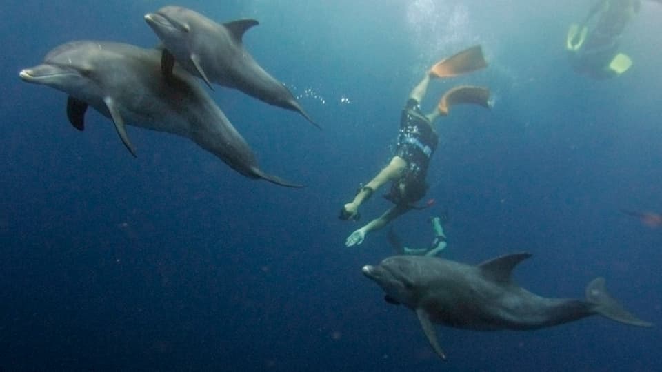 Menschen schwimmen mit drei Delfinen unter Wasser