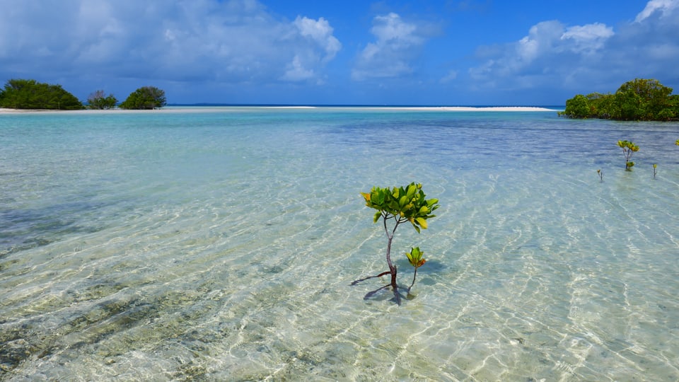 Pflanze ragt aus dem Meer, im Hintergrund eine Insel.
