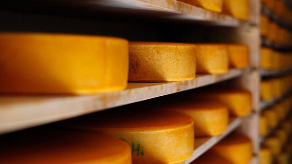 Zu sehen Schweizer Käse im Lager