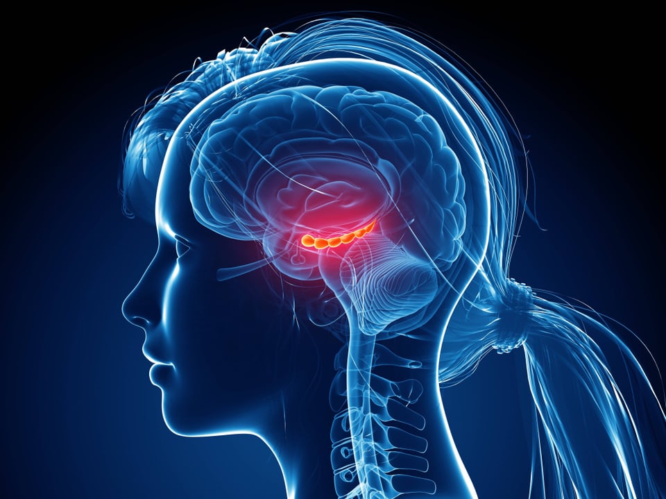 3D-Illustration eines weiblichen Kopfprofils mit Gehirn