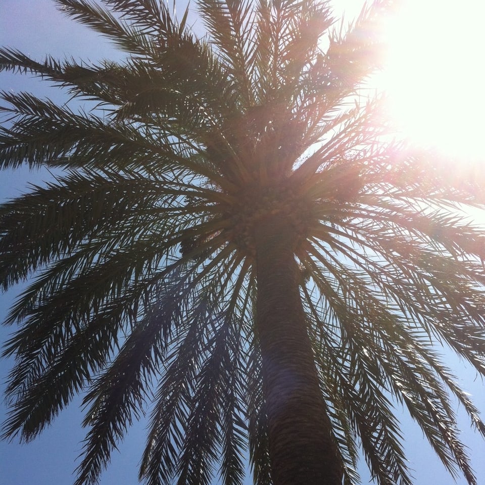 Mitten unter Palmen in Punta Prima, Menorca.