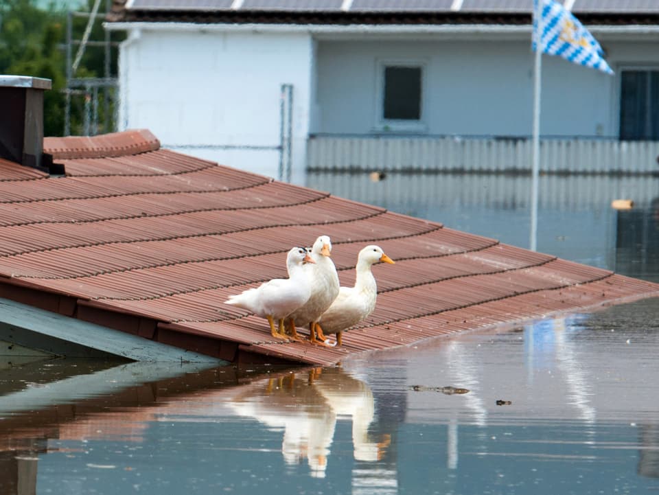 Enten stehen auf dem Dach eines Hauses. Das Wasser reicht bis zur Dachrinne.