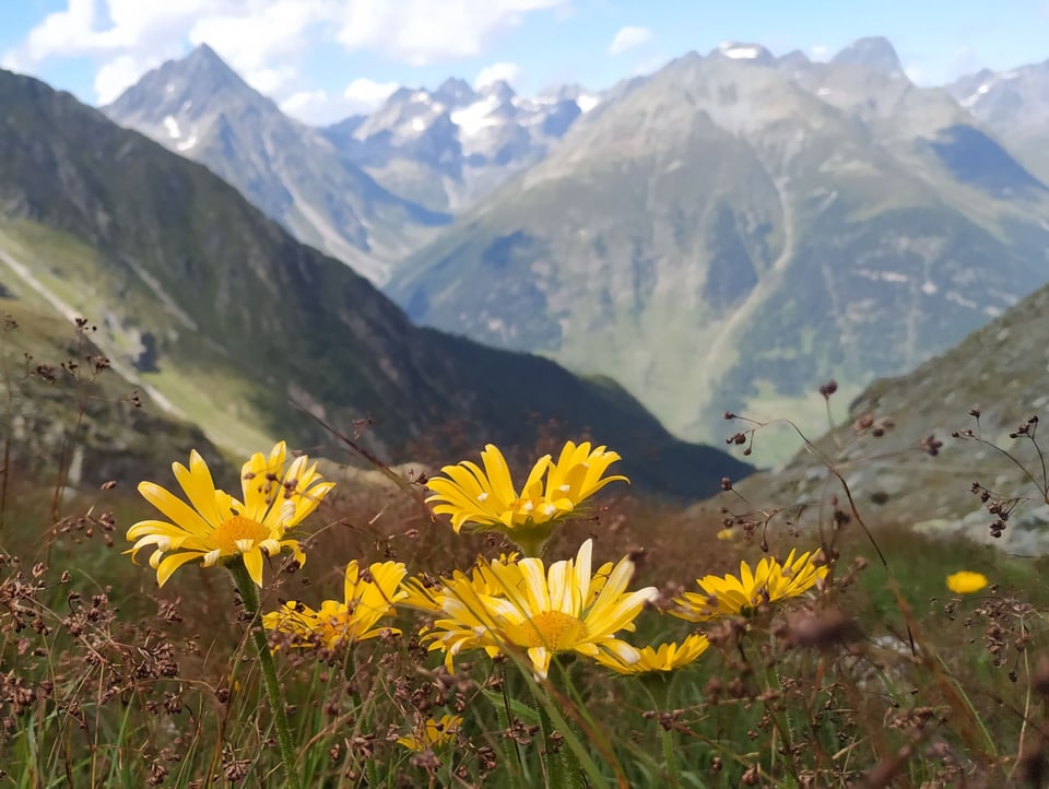 Alpenblumen im Vordergrund. Im Hintergrund Berge.