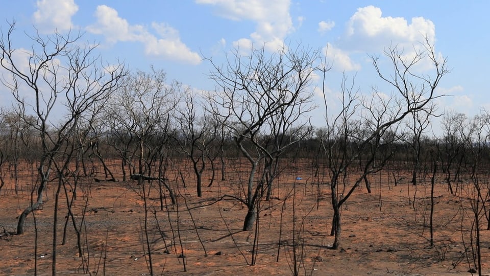verbrannte Bäume im Regenwald, von dem ursprünglichen Wald ist nicht mehr viel zu sehen