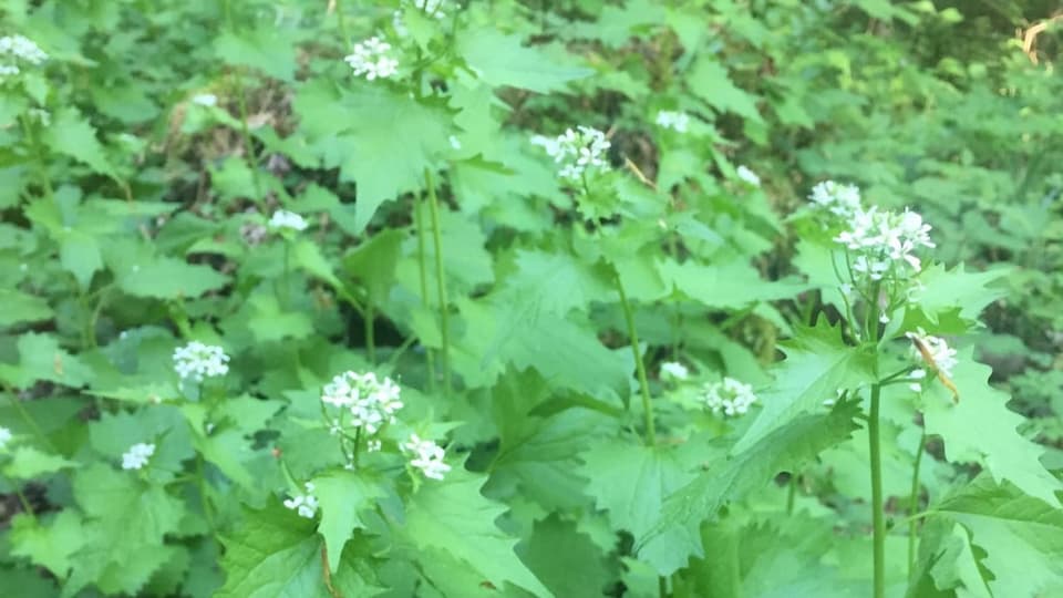 Die Knoblauchsrauke trägt weisse Blüten.