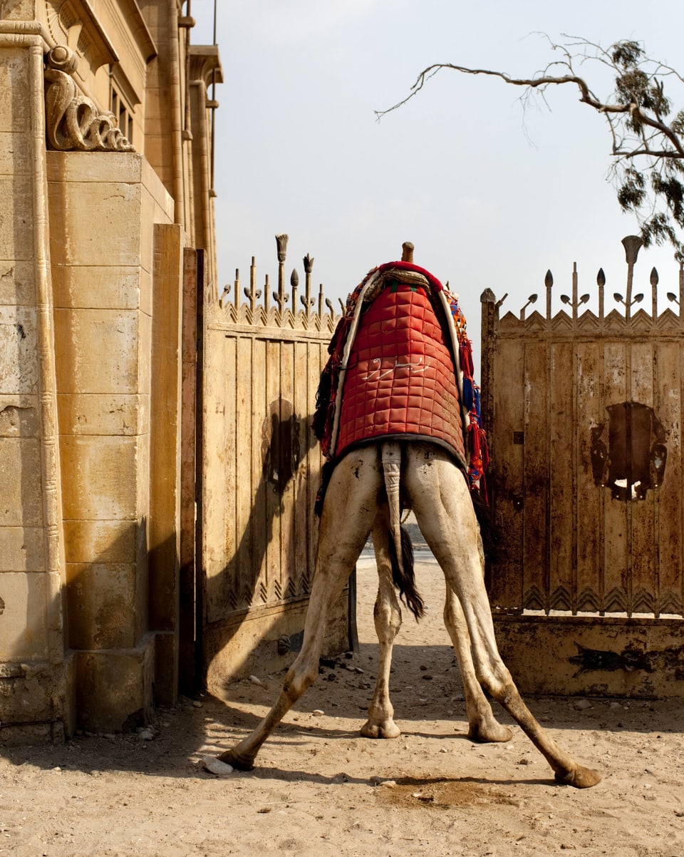 Ein Kamel mit Sattel steckt in einem Tor fest.
