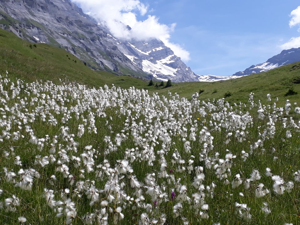17. Juli Blühendes Wollgras vor dem Balmhorn
