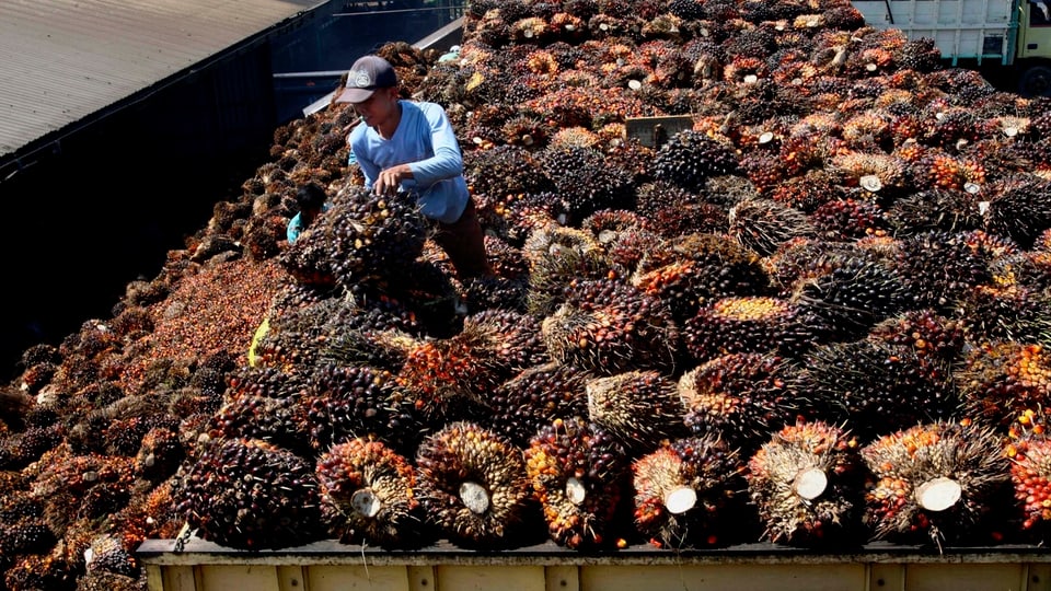 Früchte einer Palme für die Palmölproduktion