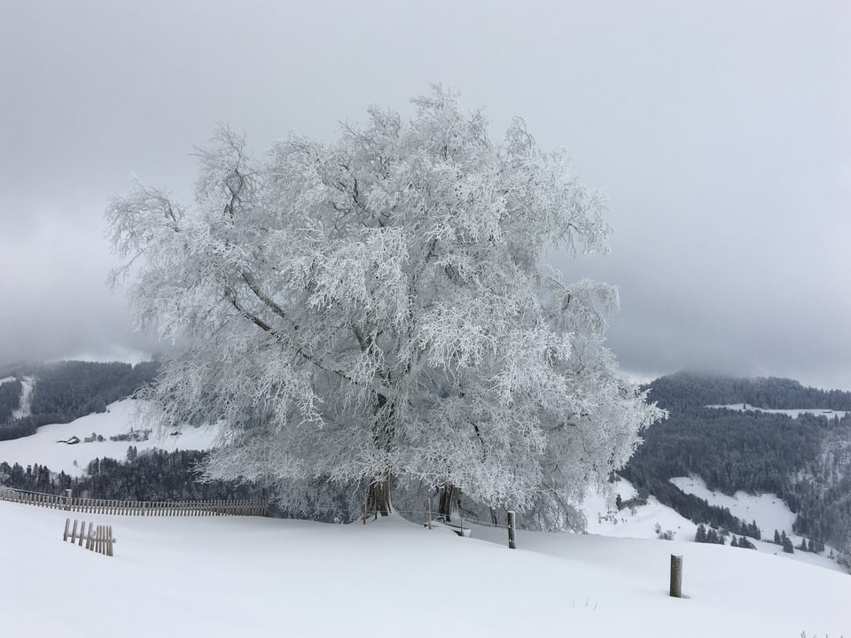 Ein weisse Baum in der Winterlandschaft.