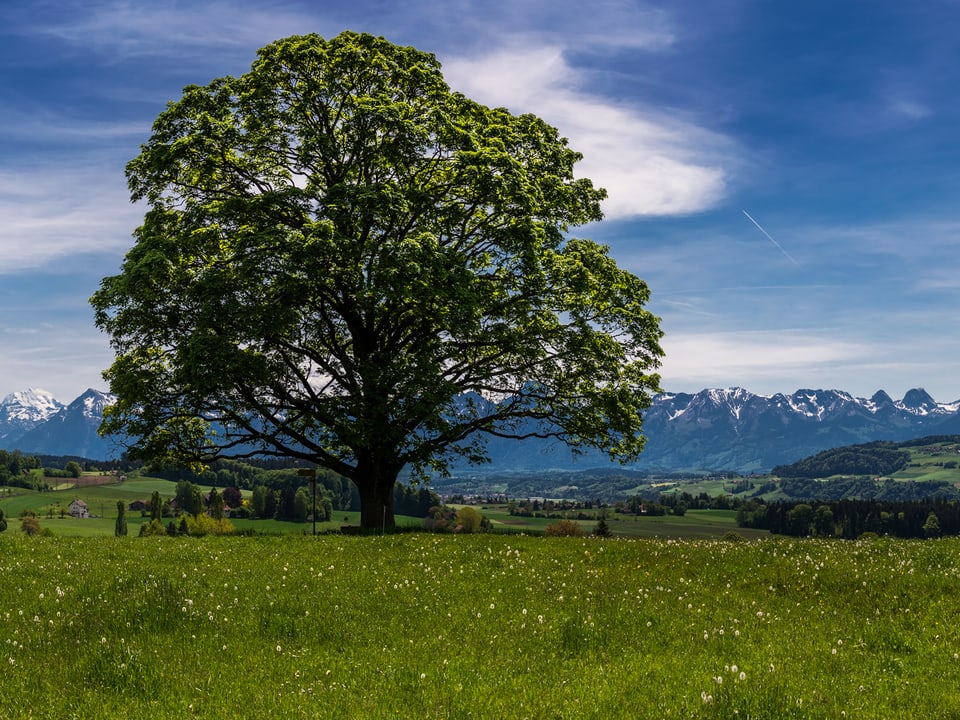 Ein grosser Baum vor der Kulisse der Berner Alpen.