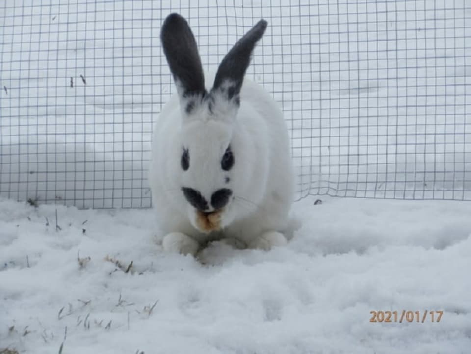 Weisser Hase im Schne