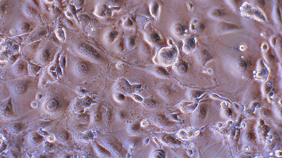 Stammzellen unter dem Mikroskop.