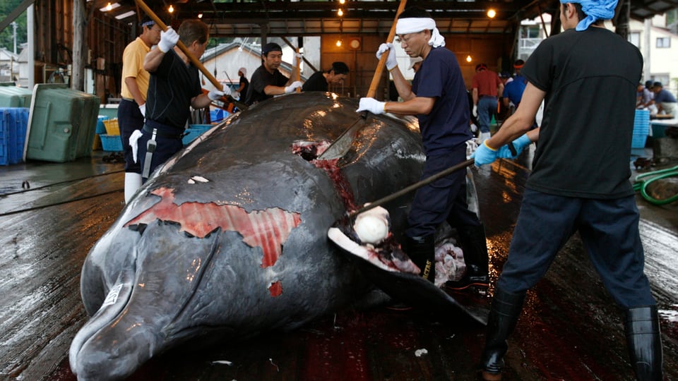 Ein toter Wal wird von mehreren Männern zerlegt.