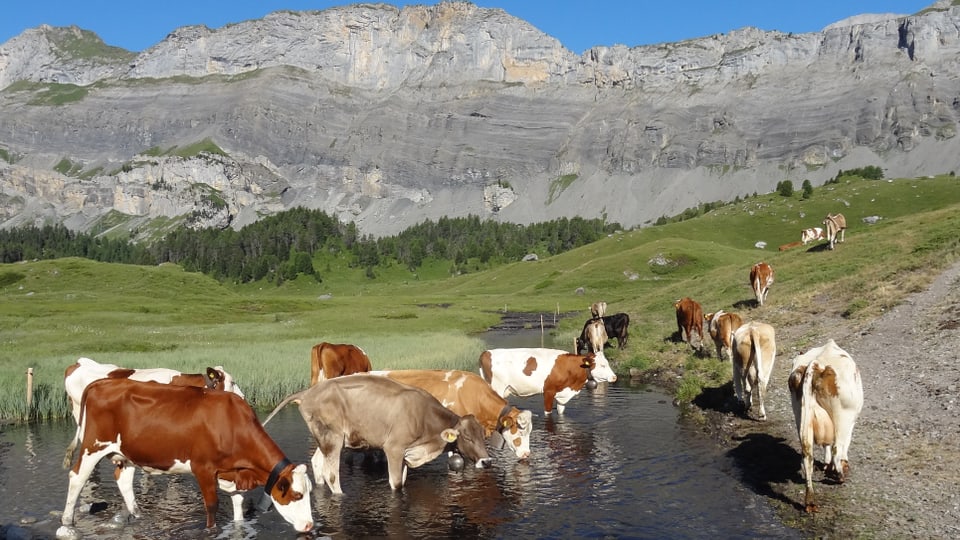 Kühe geniessen an Sommertagen das kühle Bergbächlein am Gemmipass VS.