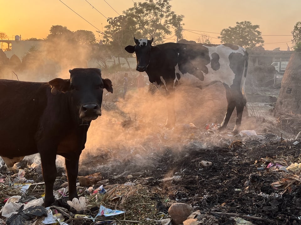 Kühe auf verschmutztem Feld mit Rauch bei Sonnenuntergang.