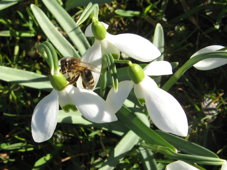 Drei weisse Blumen mit einer Biene in Grossaufnahme. 