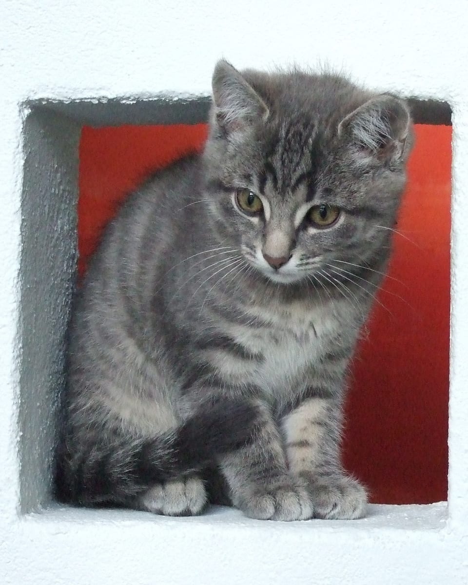 Ein junges Kätzchen sitzt in einem Guckloch.