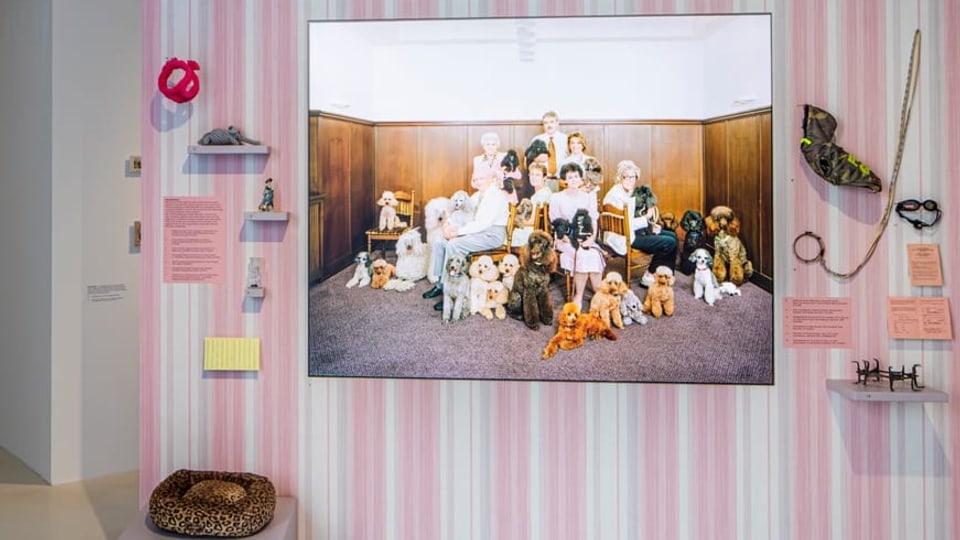 Familienporträt mit Hunden, Bild auf rosafarbener Wand