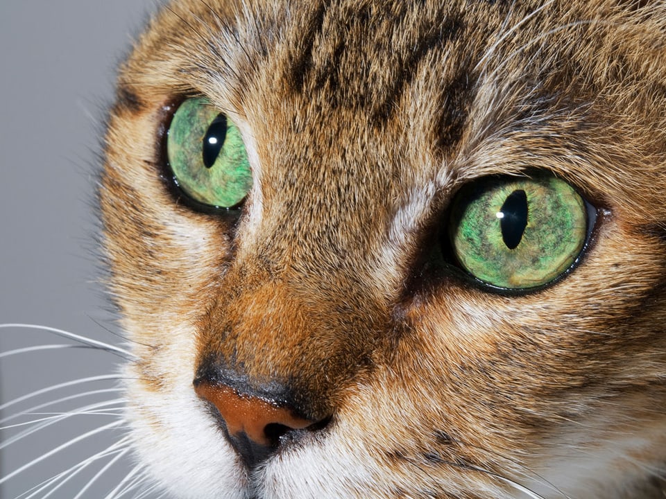 Grossaufnahme Gesicht einer getigerten Katze mit grünen Augen