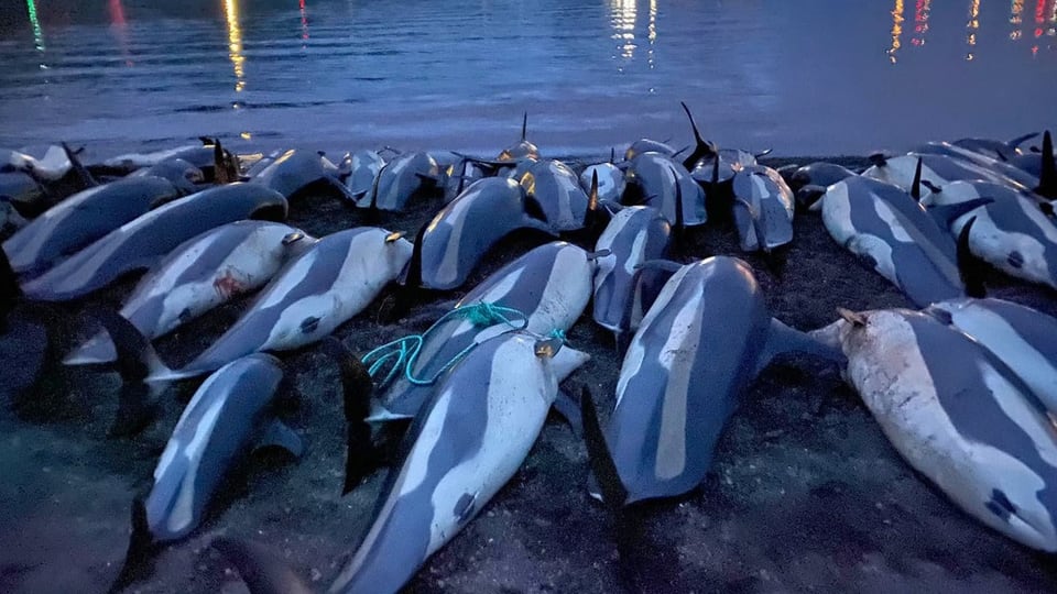 Getötete Delfine auf den Färöern (Archivbild)