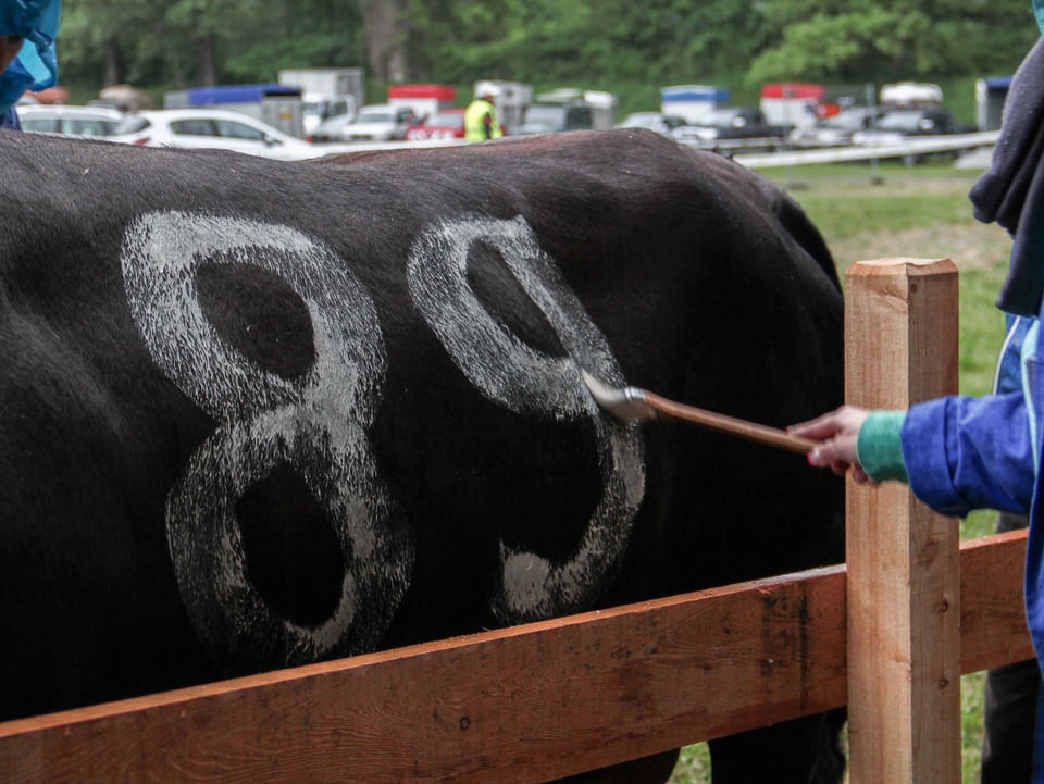 MIt weisser Farbe wird einer Kuh eine Nummer auf das Fell gemalt.