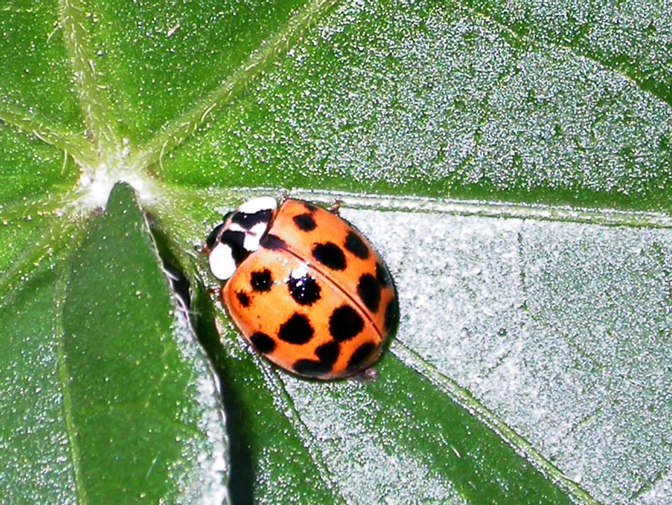 Ein asiatischer Marienkäfer auf einem grünen Blatt.