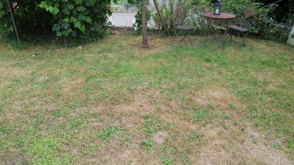 Trockenheit in der Schweiz - Da gelber Rasen, dort äusserst wüchsig