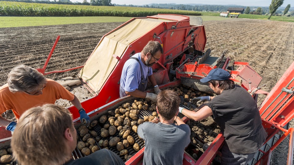 Fünf Personen sortieren auf einem Feld Kartoffeln mit Hilfe einer Erntemaschine.