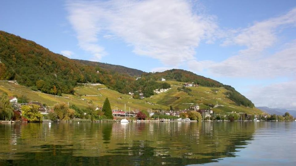 Blick auf Rebberge mit See im Vordergrund.