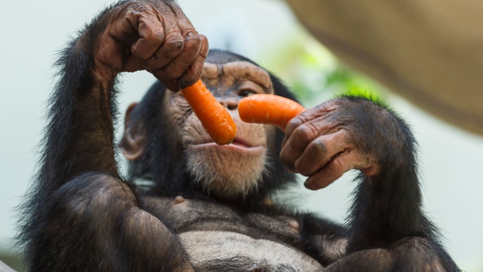Affenkind Fahamu untersucht eine Karotte.