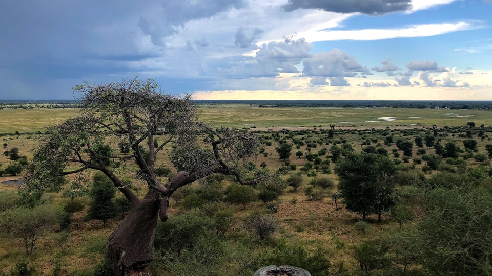 Blick in die Savanne Botswanas. Im Vordergrund ein Brotbaum. Über allem ein wolkiger Himmel.