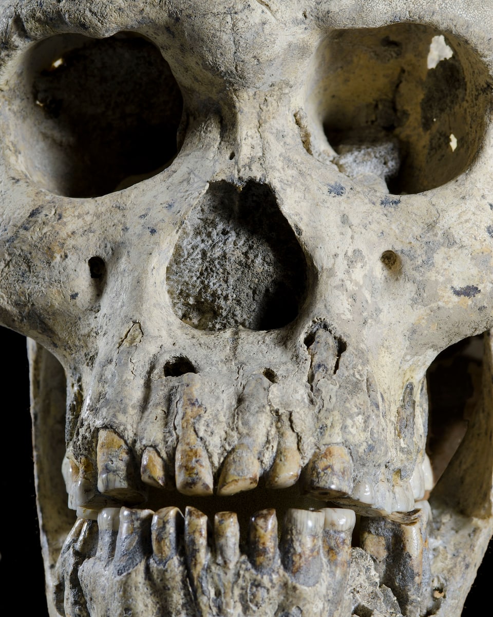 Der Schädel Nummer 5 hat einzigartige Merkmale, nämliche ein längliches Gesicht, lange Zähne und eine kleine Hirnschale.