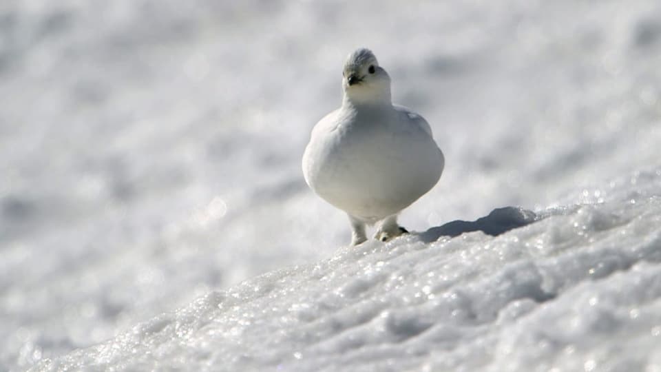 Winter in den Schweizer Alpen – Wie Tiere überleben