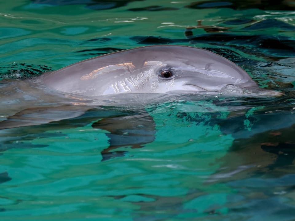 Delfin im Wasser.