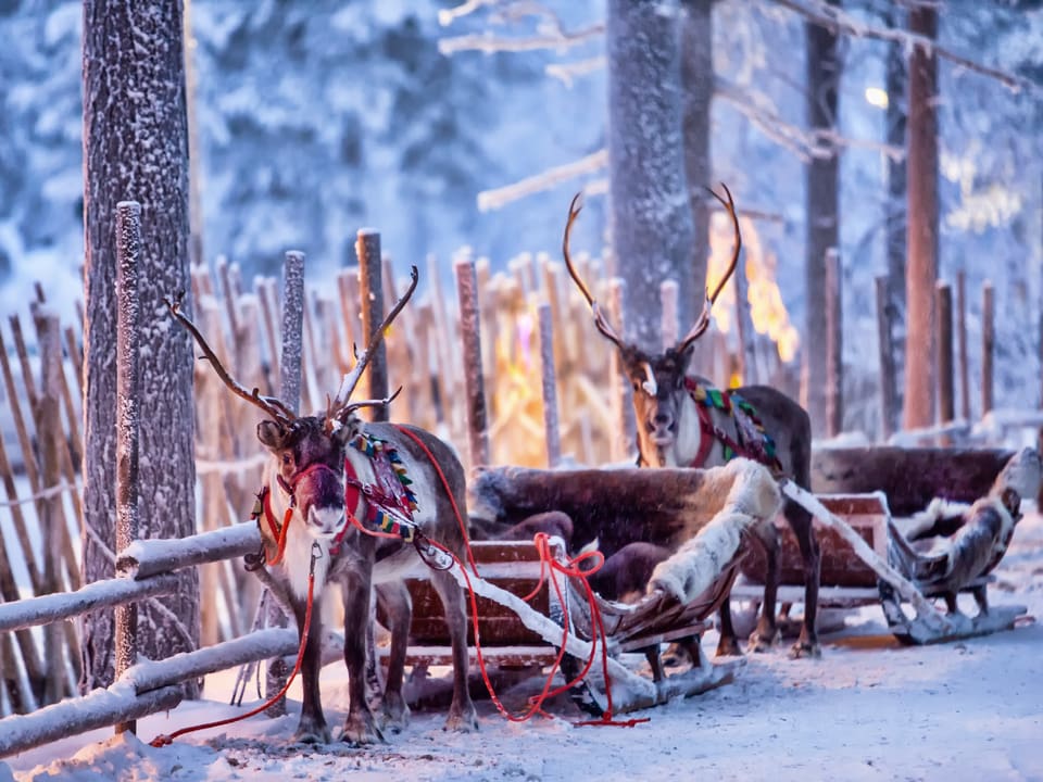 Zwei Rentiere in winterlicher Landschaft vor den schlitten gespannt.