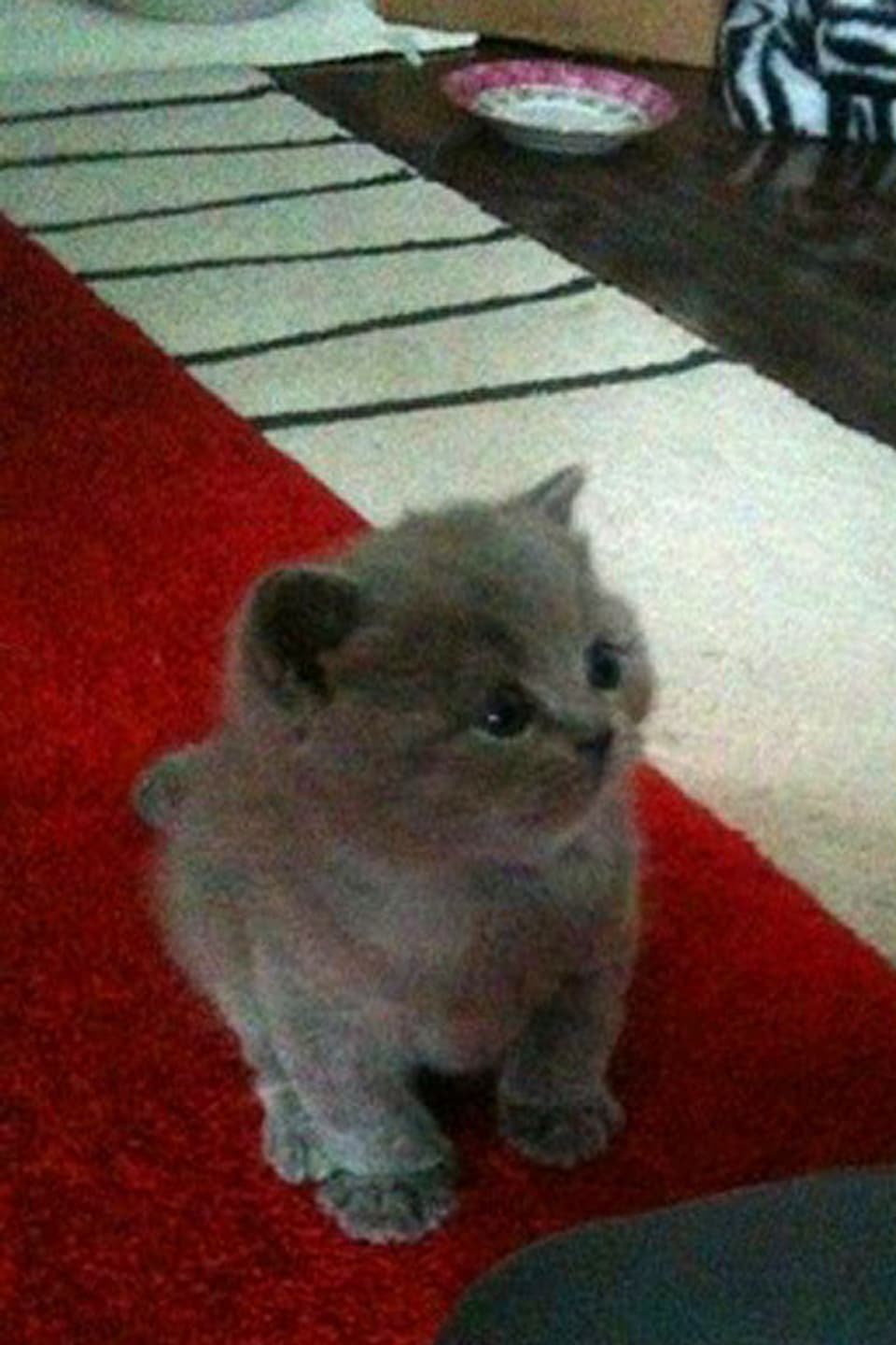 KLeines Kätzchen auf rotem Teppich.