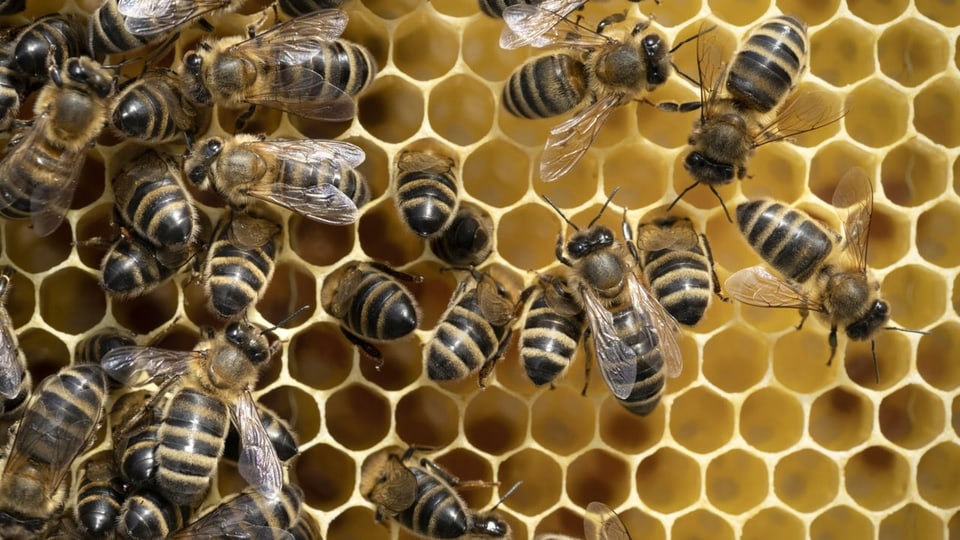 Honigbiene am Brutrahmen