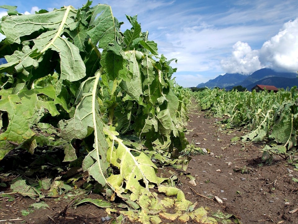 Feld mit zerdrückten Pflanzen. 