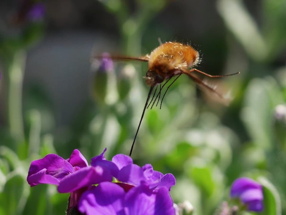 Biene mit langem Rüssel, welcher in eine violetter Blume führt.