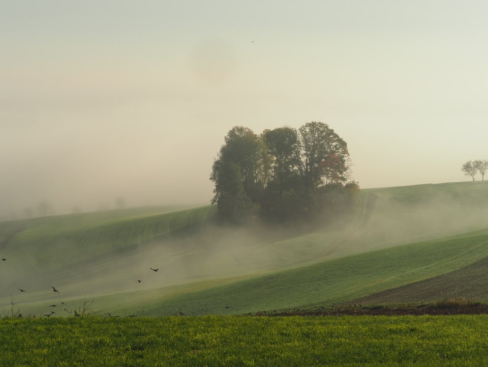 Hügel mit Baumgruppe, am Hang ein paar Nebelschwaden.