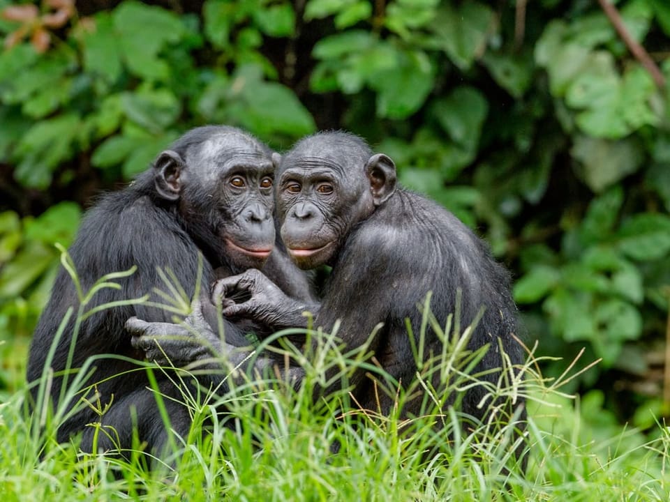Dois bonobos se abraçam na grama.