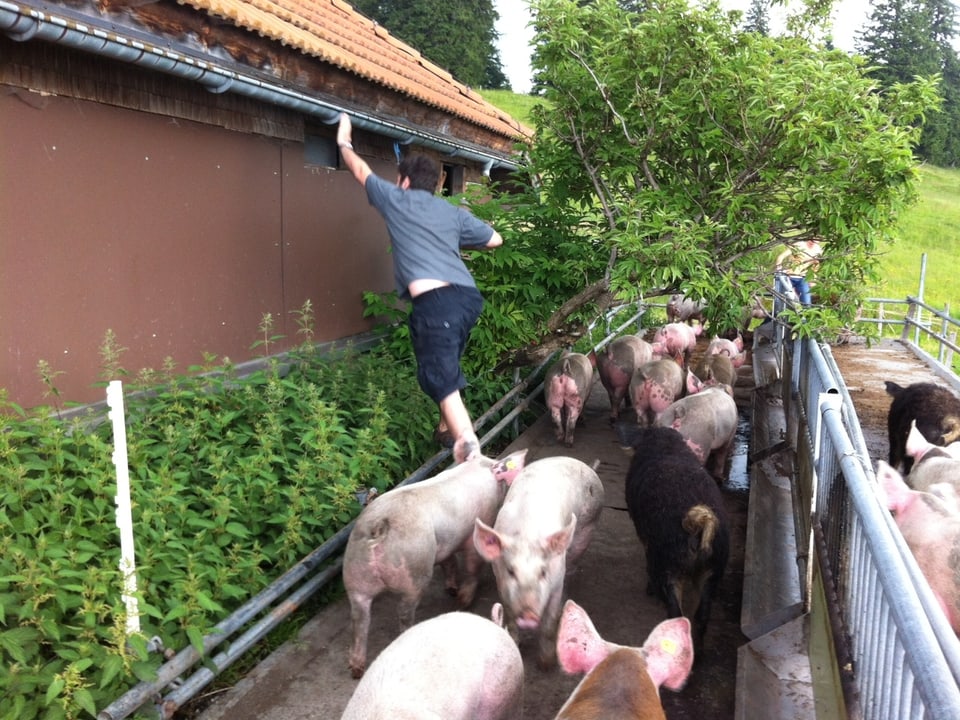 SNG-Techniker David Baumann beim Schweinestall.