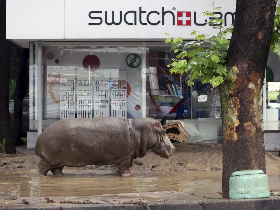 Das Nilpferd steht vor einer Swatch-Filiale im Schlamm.