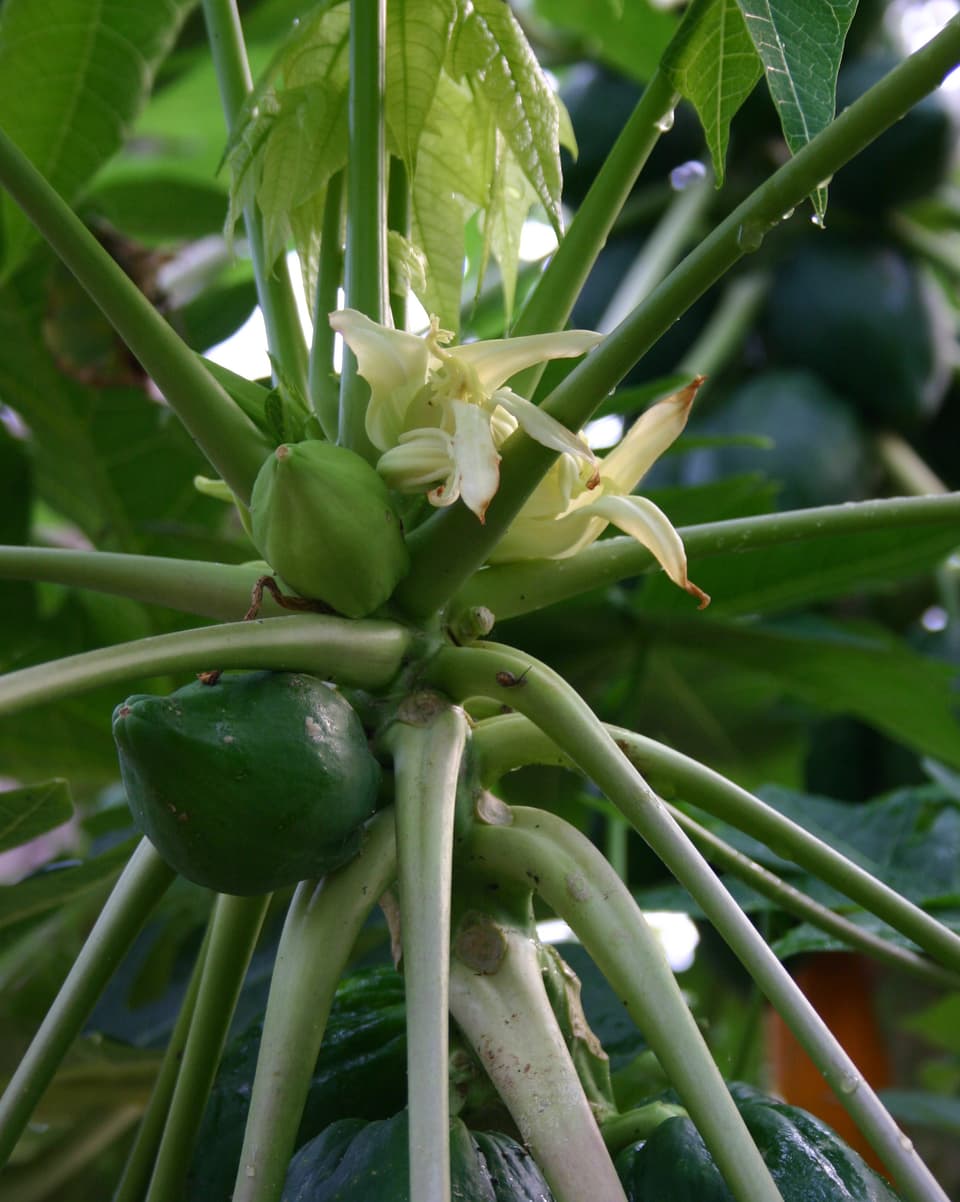 Je nach Sorte werden die Früchte der Papaya von einem halben Kilo bis zu sieben Kilogramm schwer.