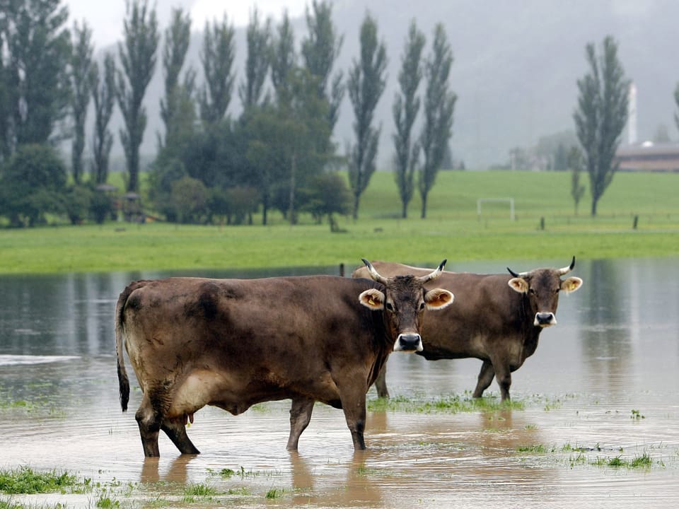 Kühe stehen auf einer überfluteten Wiese