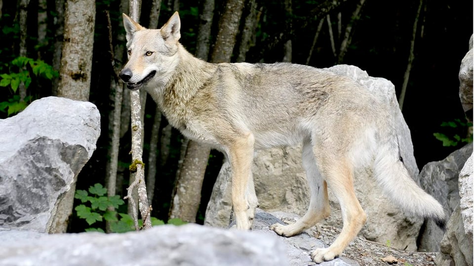 Wolf auf Steinen